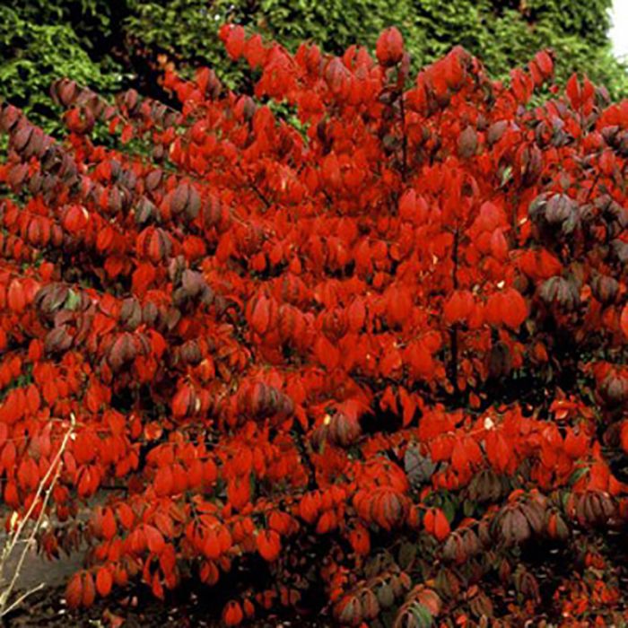 Vinget benved Compactus efterår