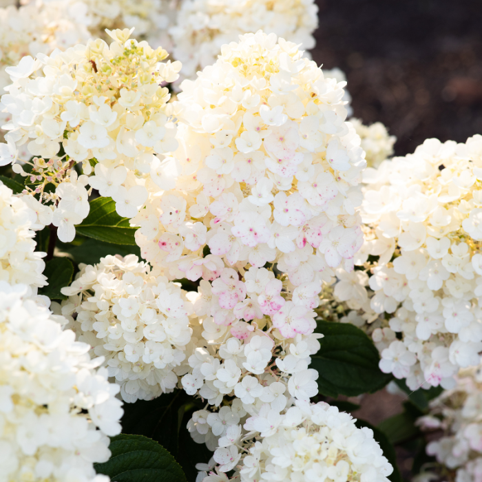 Little Blossom hortensia
