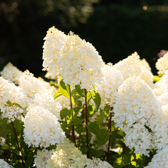 Hortensia Sugar Rush