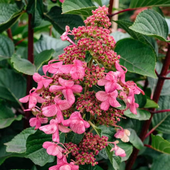 Living creations hortensia