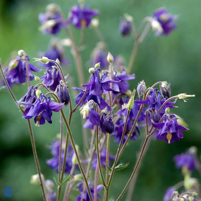 Aquilegia vulgaris