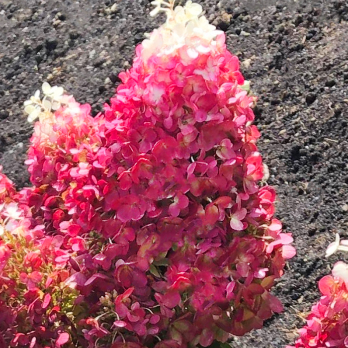 Hortensia red Velvet