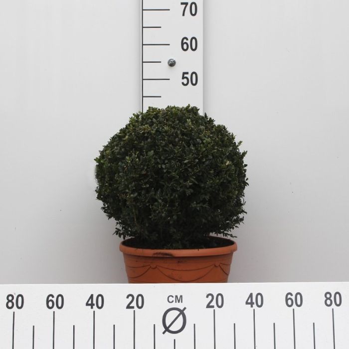 Buksbom kugleformet mål