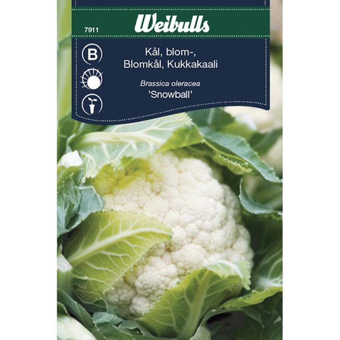 Blomkål frø (Brassica oleracea 'Snowball')