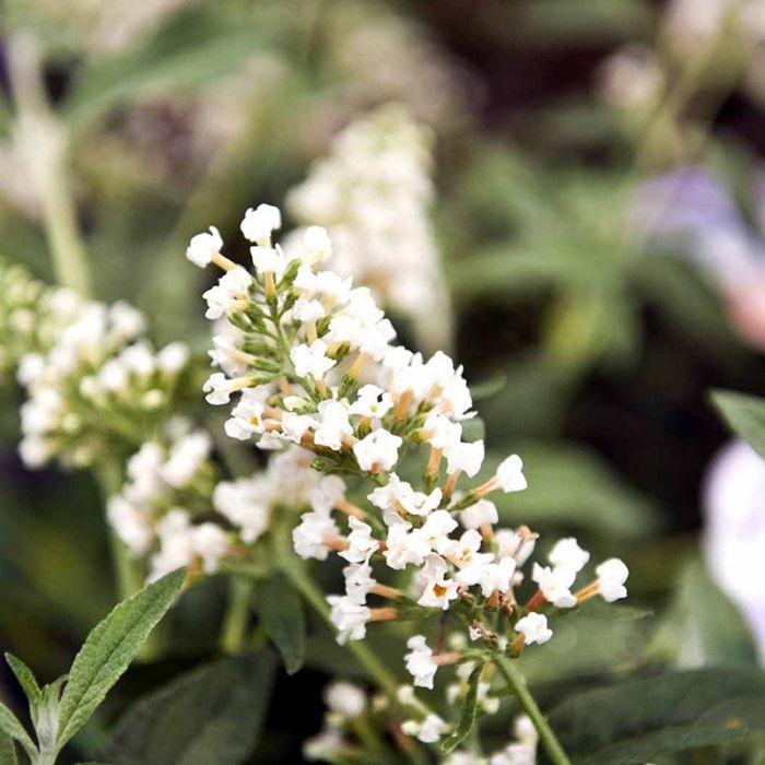 Sommerfuglebusk White Chip