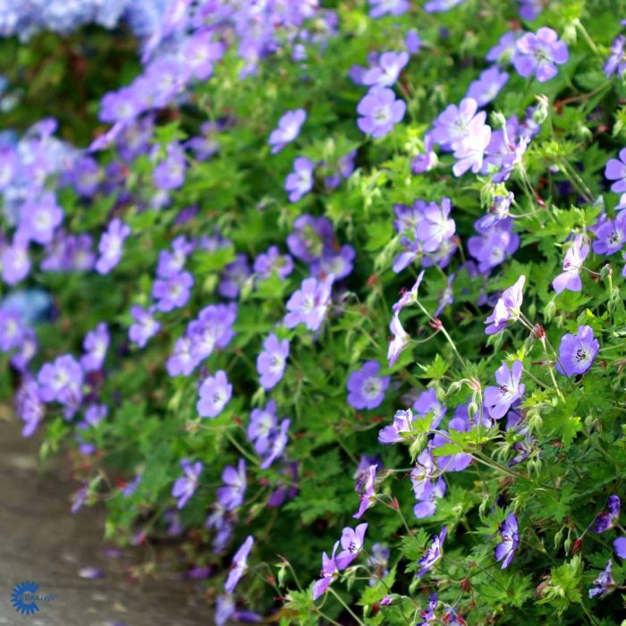 Geranium kant storkenæb