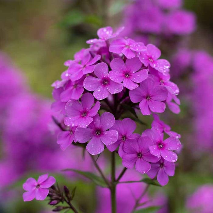 Høstfloks Phlox paniculata Düsterlohe