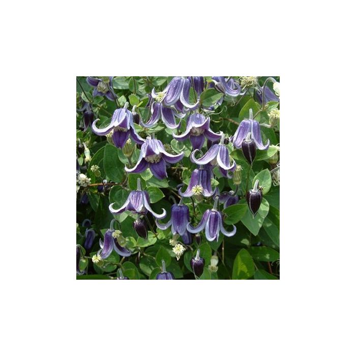 Klematis Fascination