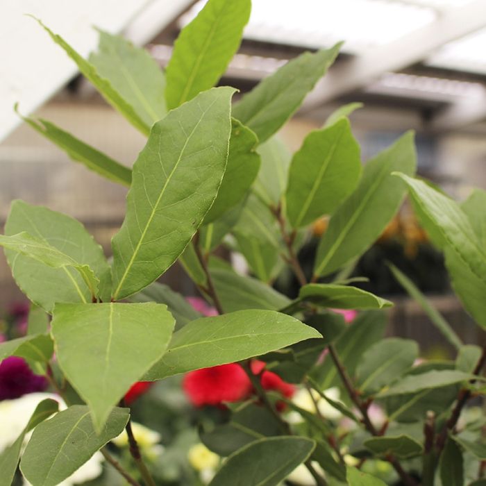 Ægte laurbær blade