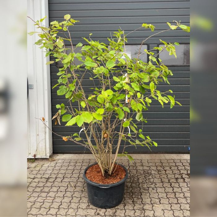 Åkande-Magnolia (Magnolia 'Sieboldii') Flerstammet 