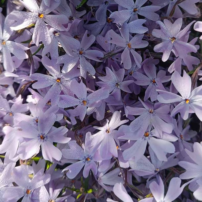 Lyngfloks Phlox subulata Emerald Cushion Blue