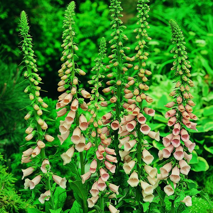 FINGERBØL APRICOT BEAUTY