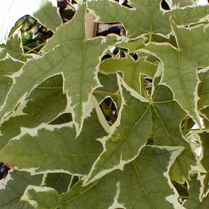 Brogbladet spidsløn Drummondii blade