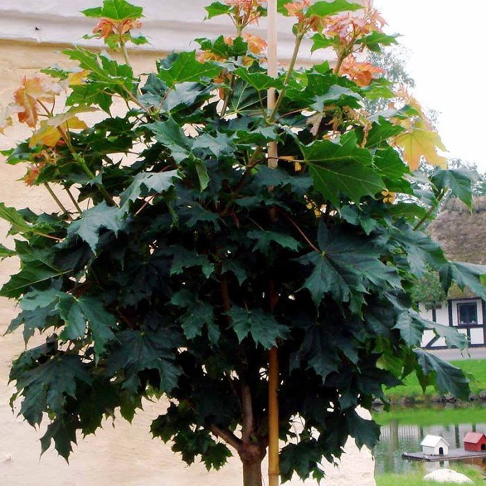 Acer plat. Globosum opstammet