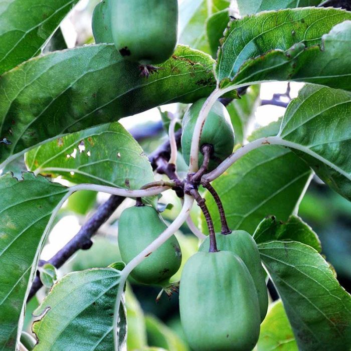 ctinidia arguta Issai