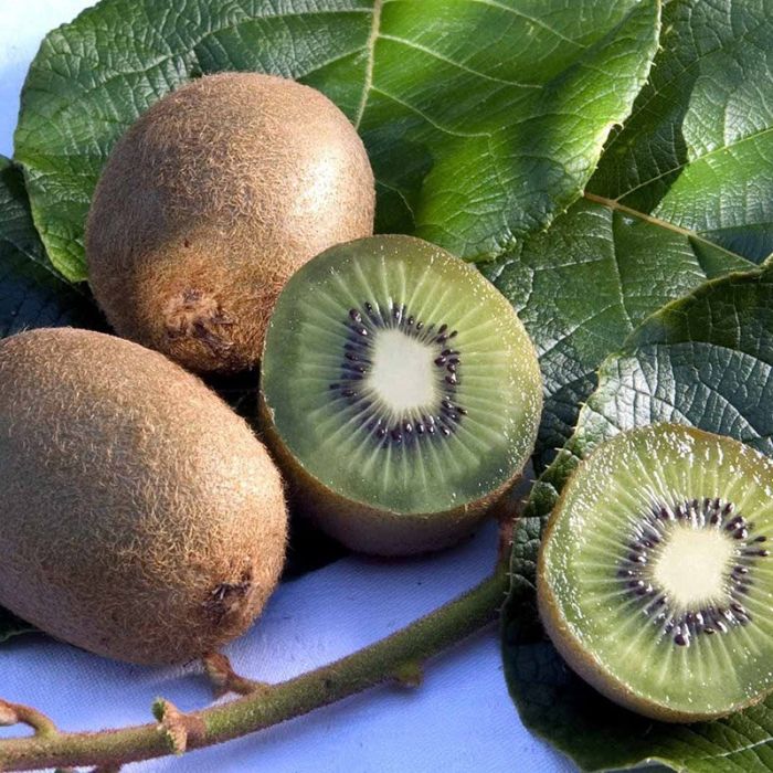 Kiwi Actinidia Jenny