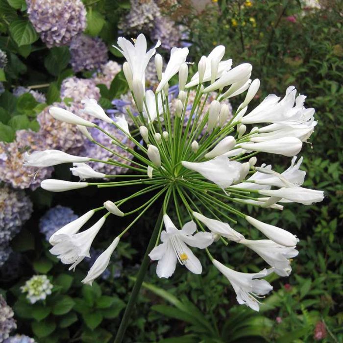 Agapanthus africanus hvid