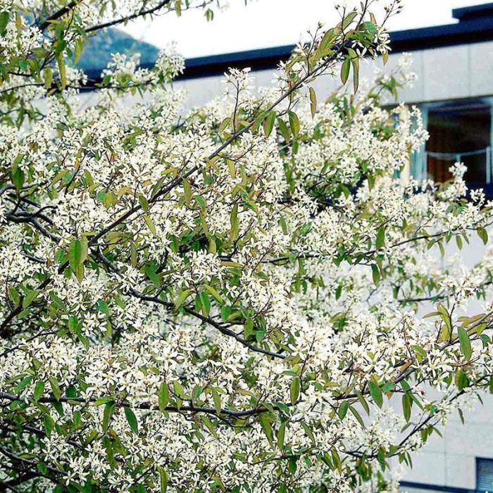 Almindelig bærmispel