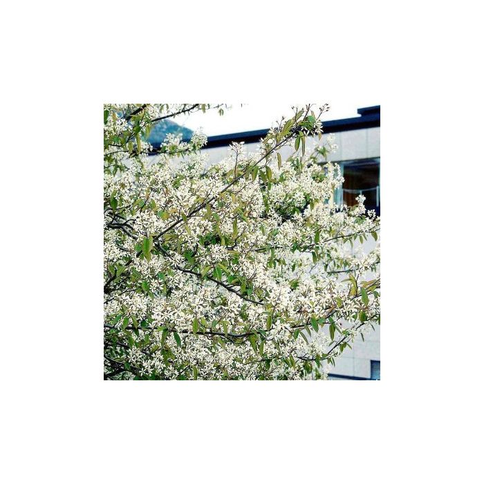 Bærmispel canadensis 