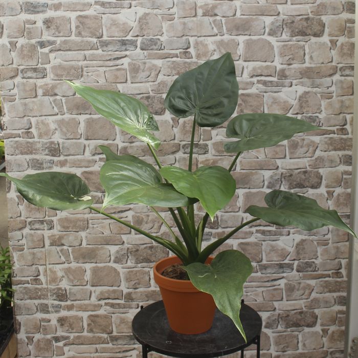 Alocasia cucullata