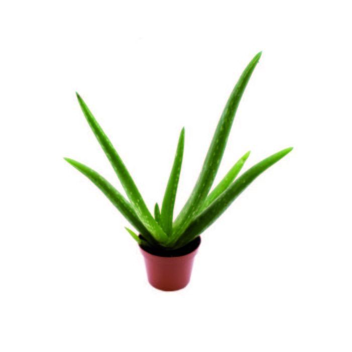 Aloe Vera stueplante