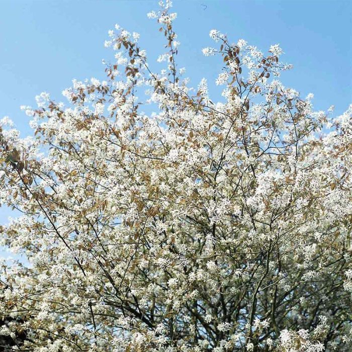 Bærmispel Amelanchier laevis