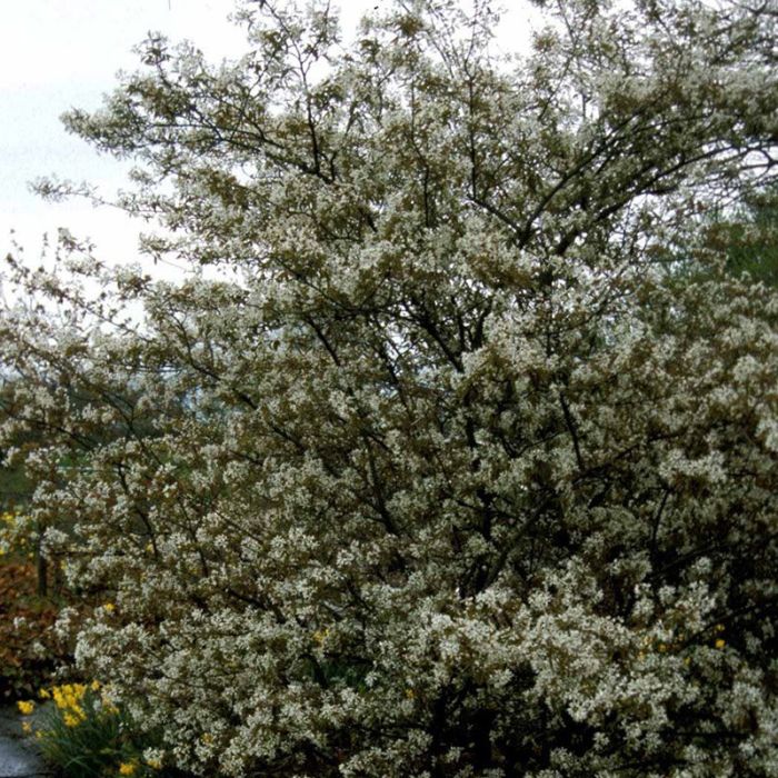 almindelig bærmispel