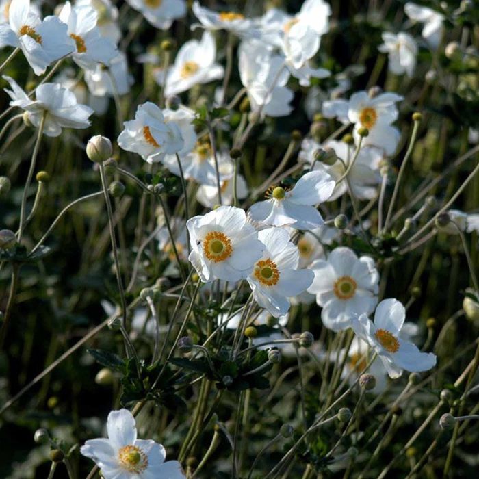 Høstanemone Honorine Jobert hvide blomster