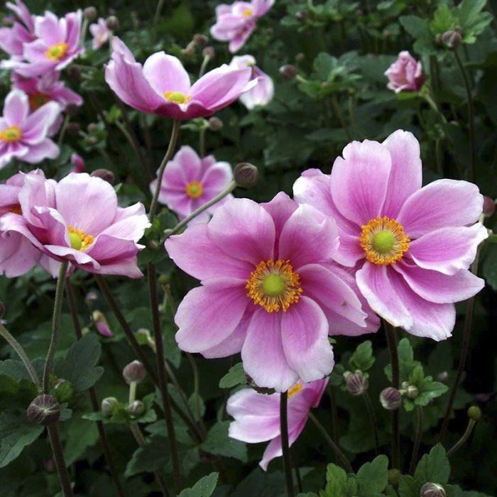 Anemone Königin Charlotte rosa blomster