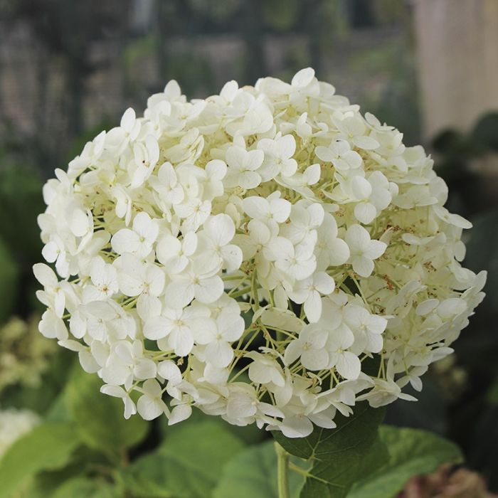 Hortensia