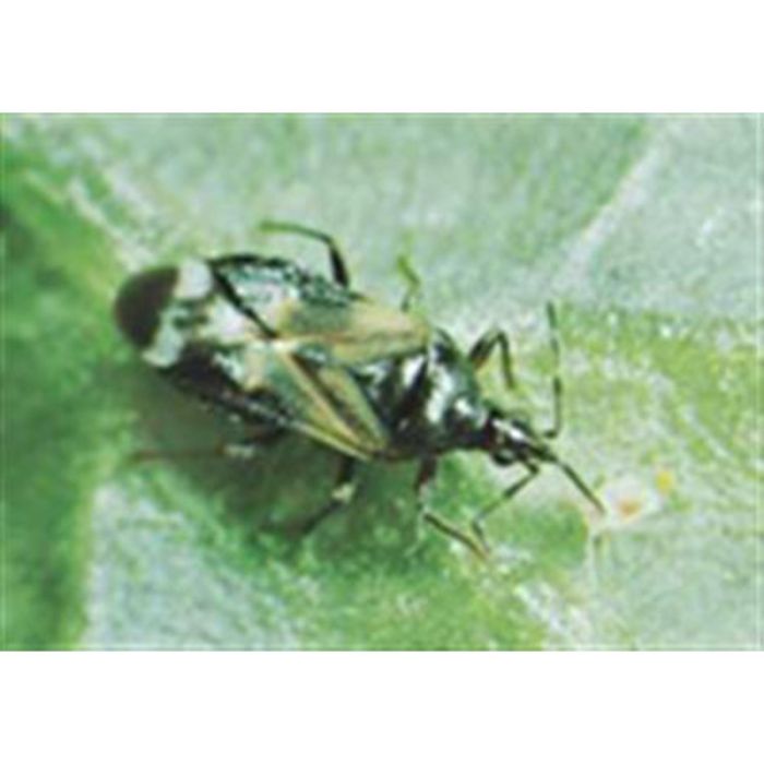 Anthocoris næbtæge