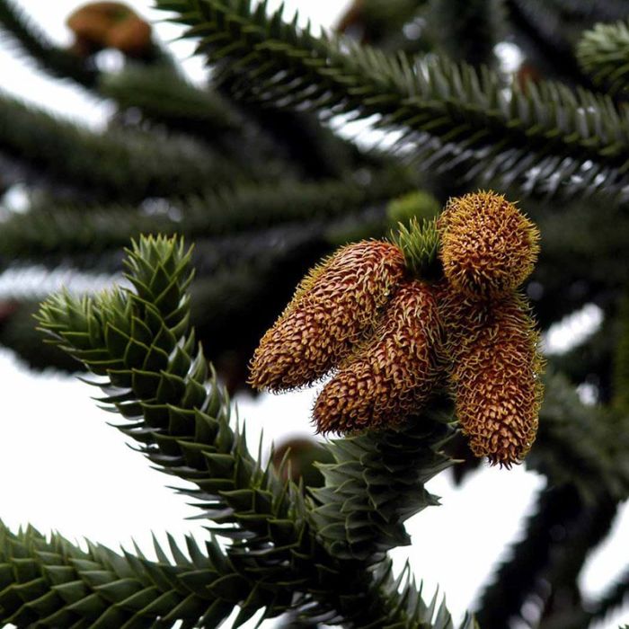 arucaria araucana kogler