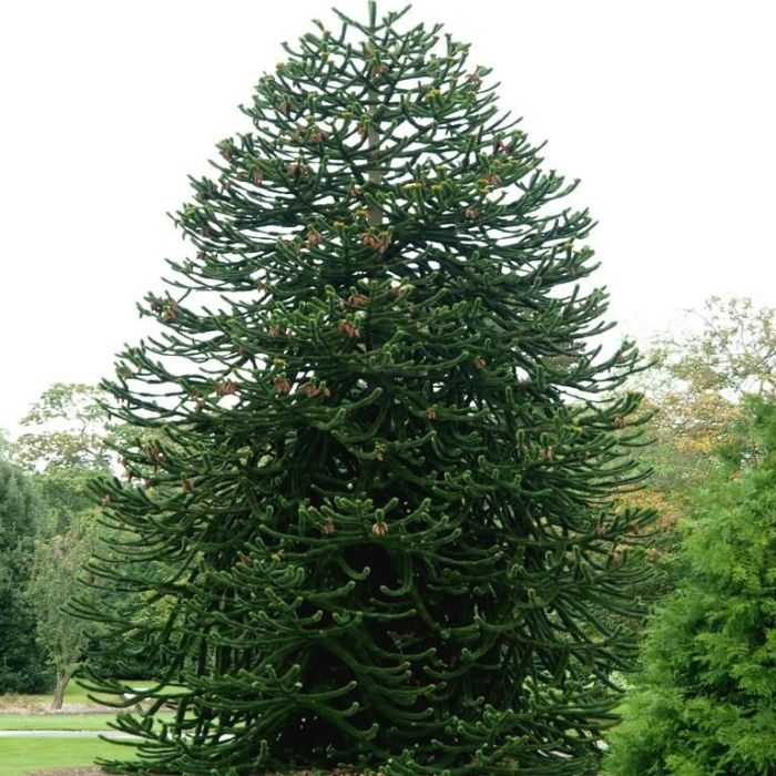 Abernes skræk Araucaria araucana