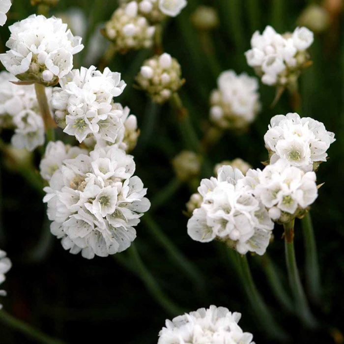 Engelsk græs Armeria maritima Arvi