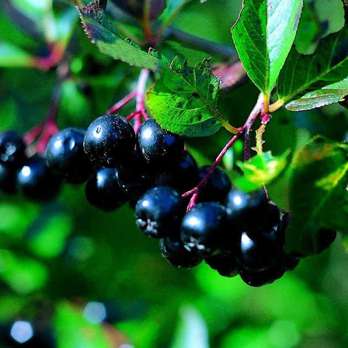 Storfrugtet surbær Aronia Aron