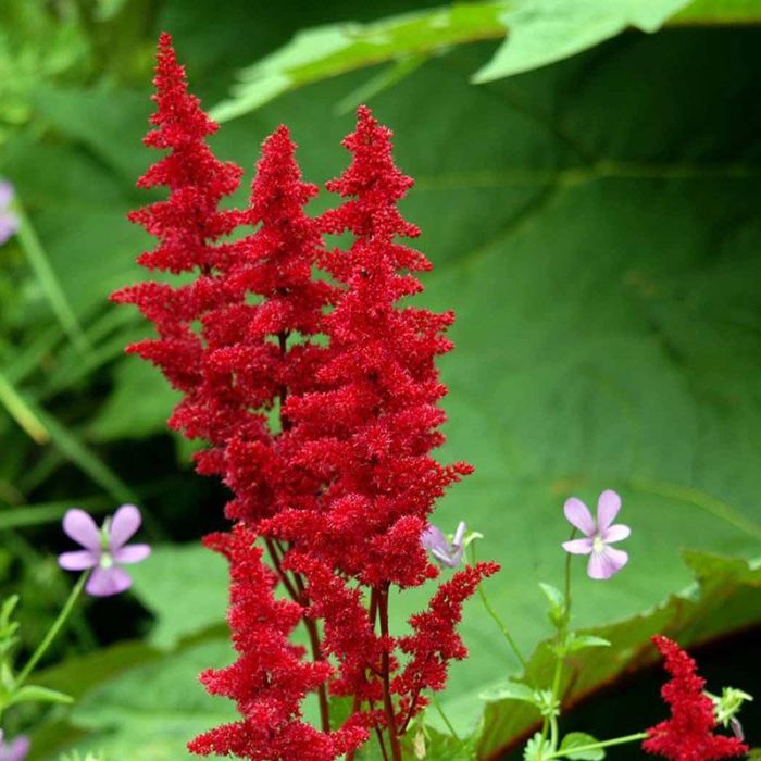 Astilbe arendsii hybrid Fanal mørkerød