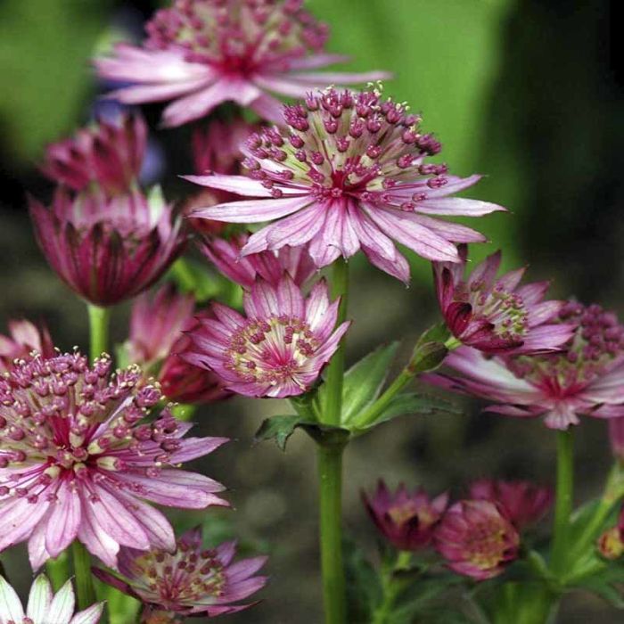 ASTRANTIA ROSENSINFONIE