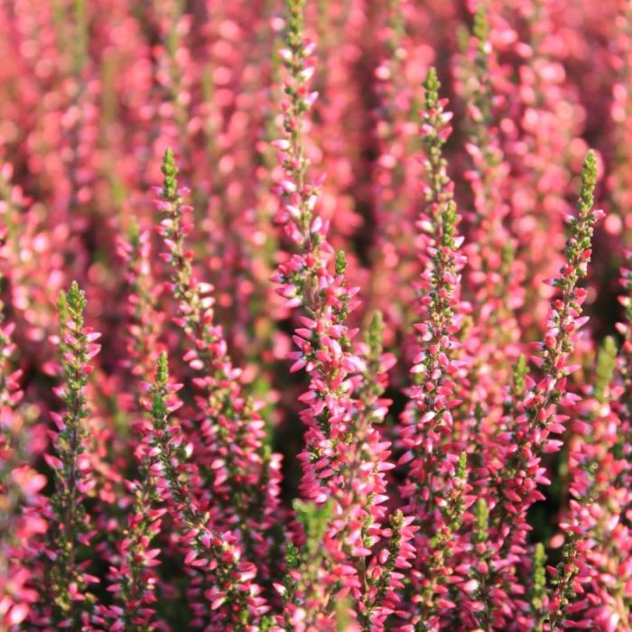 'Athene' efterårslyng