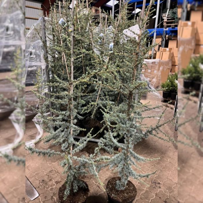 Atlasceder Blå (Cedrus libani 'Glauca') 150-175 cm