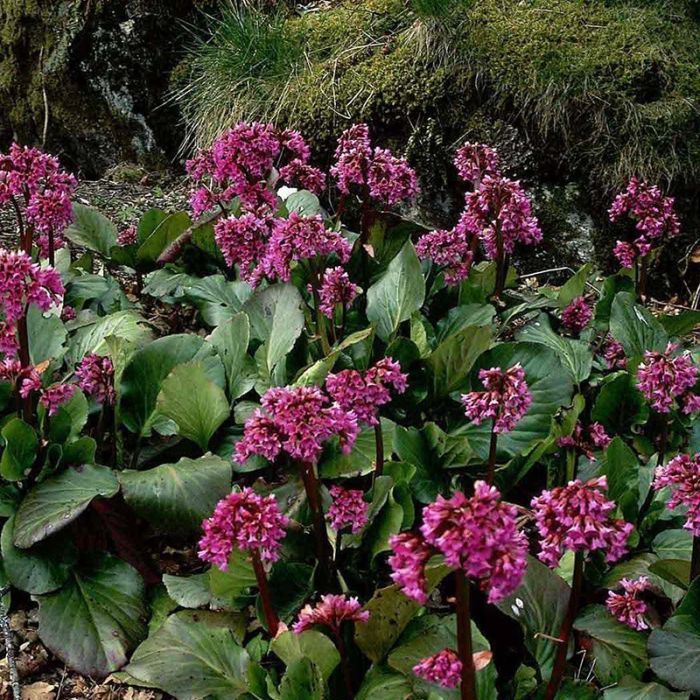 Kæmpe stenbræk blomst