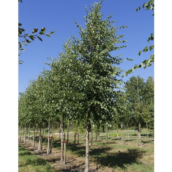 SORTBIRK (BETULA NIGRA) på række