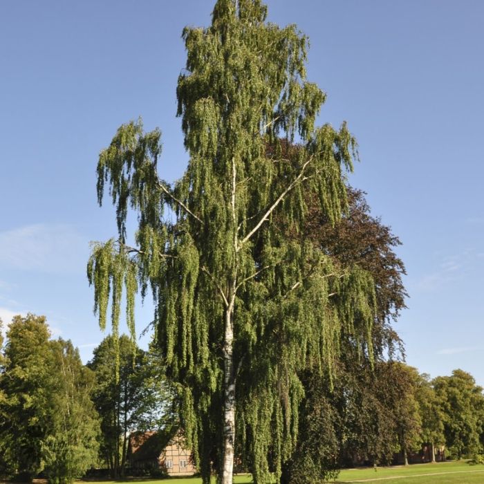 Betula tristis