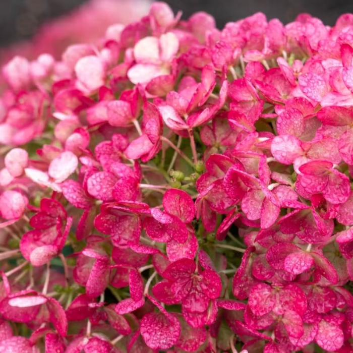Living Hortensia (Hydrangea paniculata 'Little Rosy')
