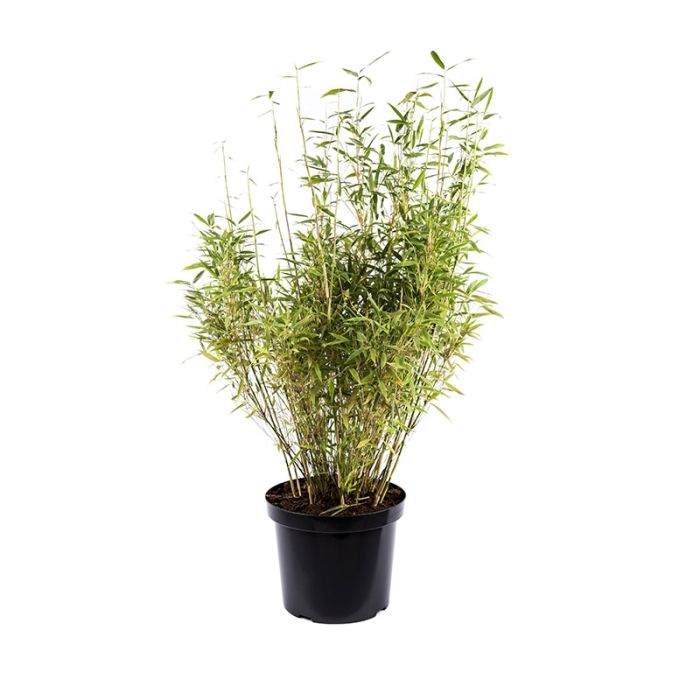 Bambus Bimbo i potte