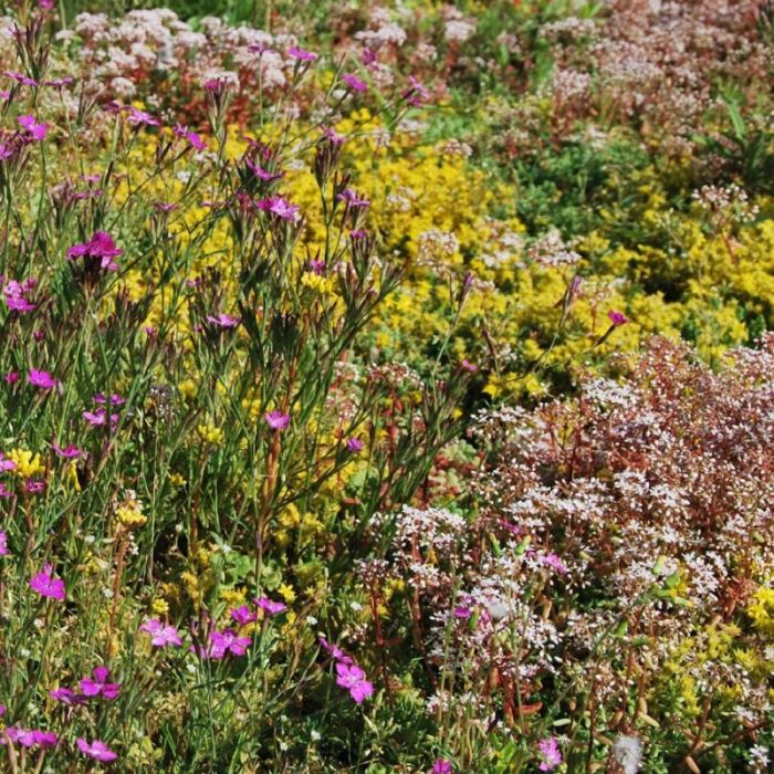 Biodiversitets sedummåtte med sedumurter