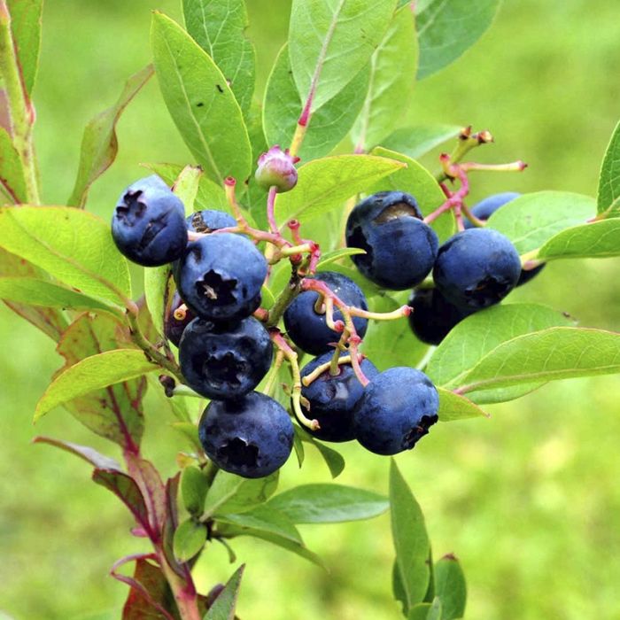 Blåbær 'Reka'