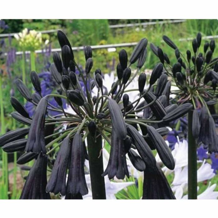 Agapanthus black magic