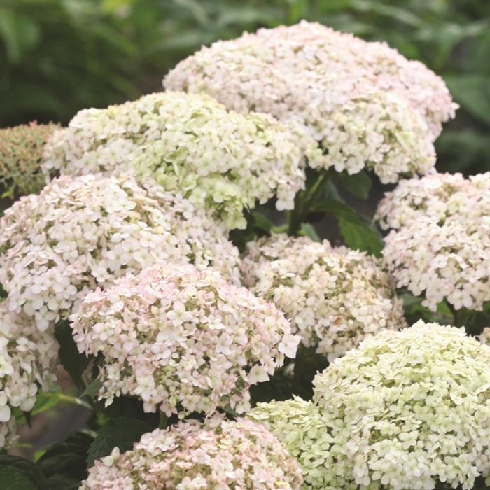 Hydrangea Blanchetta