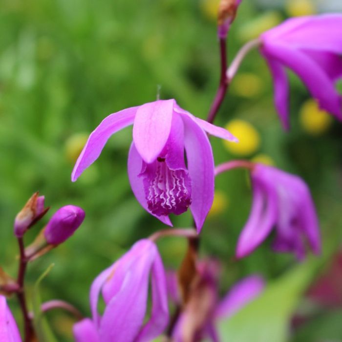 Bletilla striata