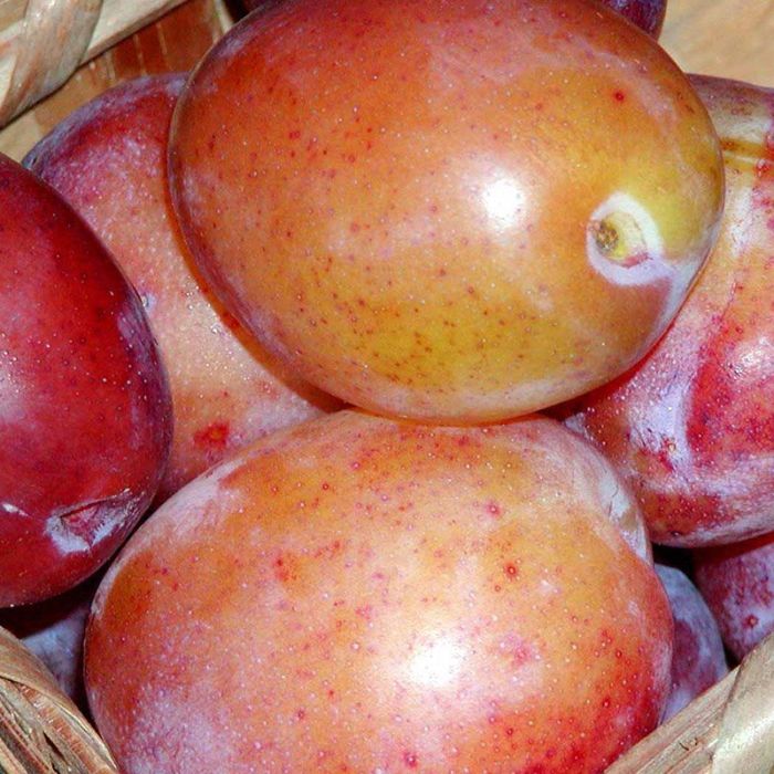 Dværgblomme Victoria